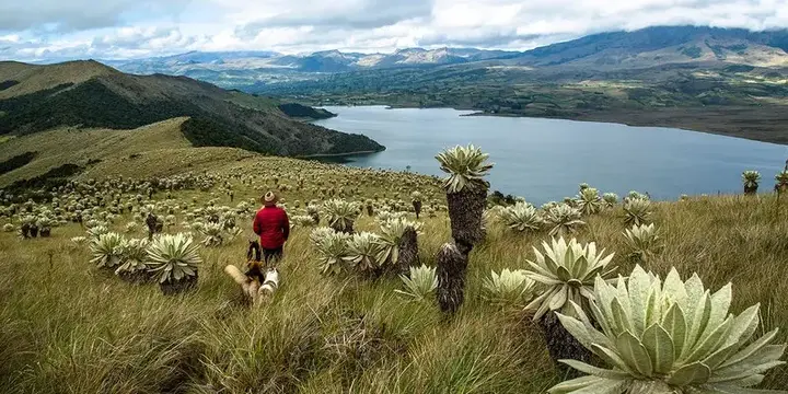 laguna de cumbal con vista al volcan nevado